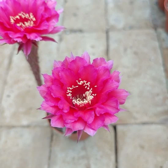 飘***玲150号实生彩草，球小瑕疵一物一拍，脱土摘花发货，满20包邮