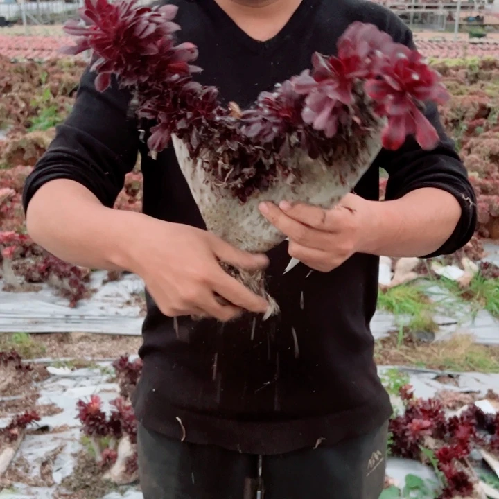 丽娜醉话149号多肉法师