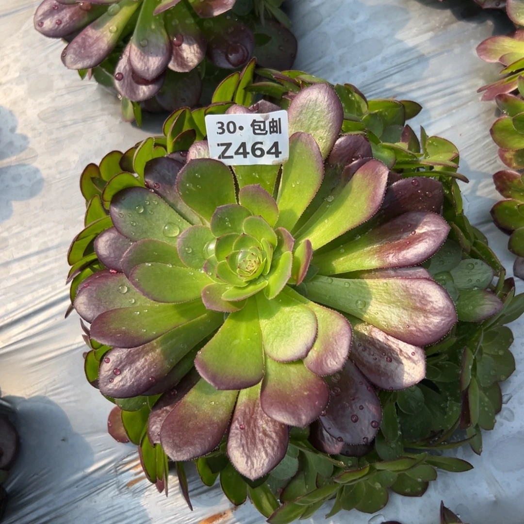 464雨荷多肉法师