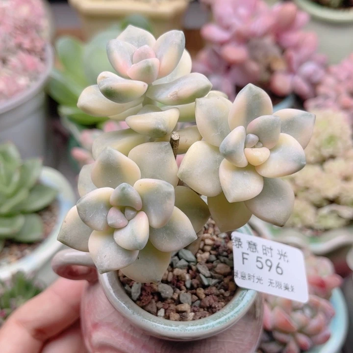 596 美杏锦  带陶瓷盆发货 满28包邮