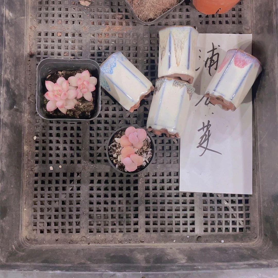 蒲*英蒲公英姐姐一物一拍