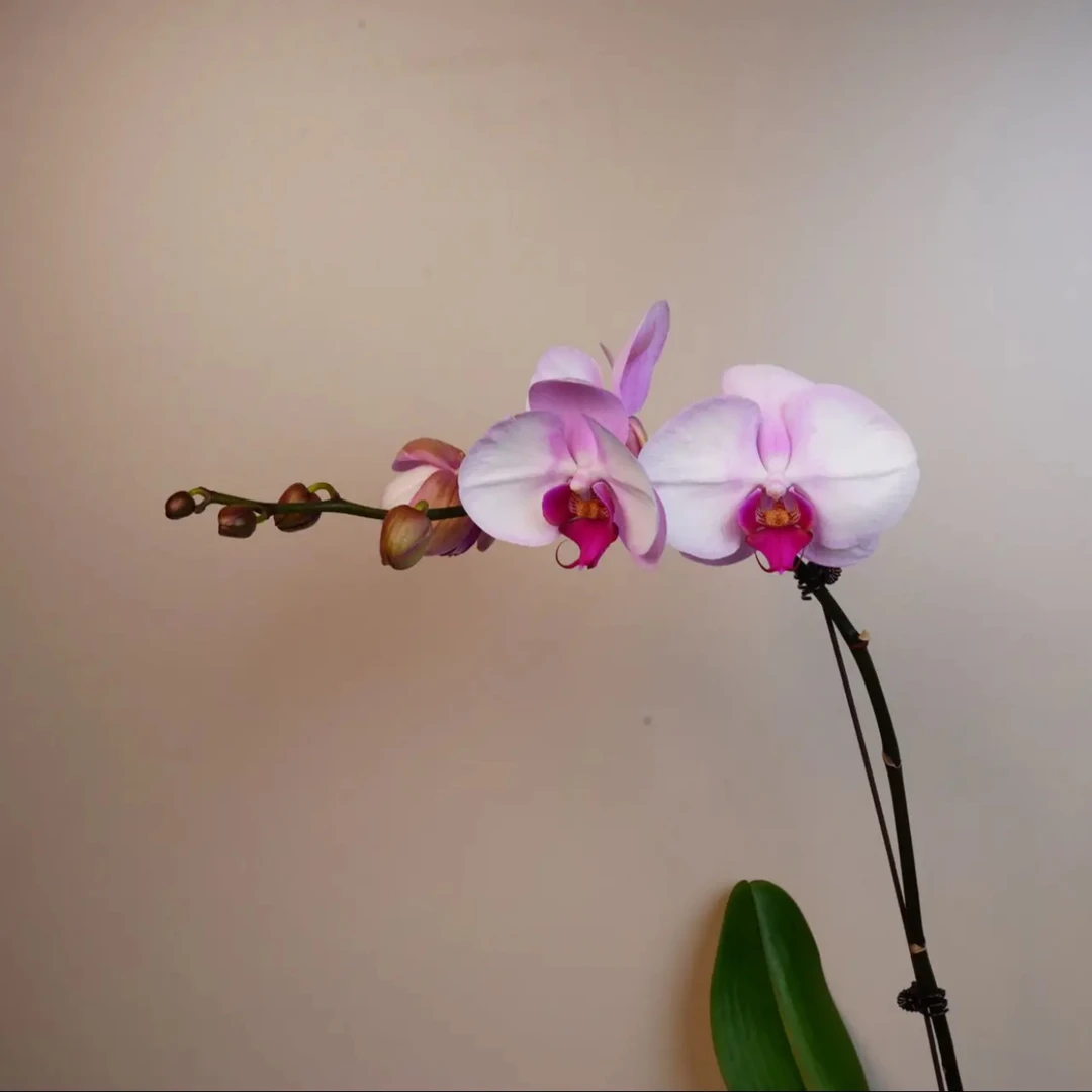 明兰花卉 蝴蝶兰【西宾哈尼】带花带花苞开花株发货
