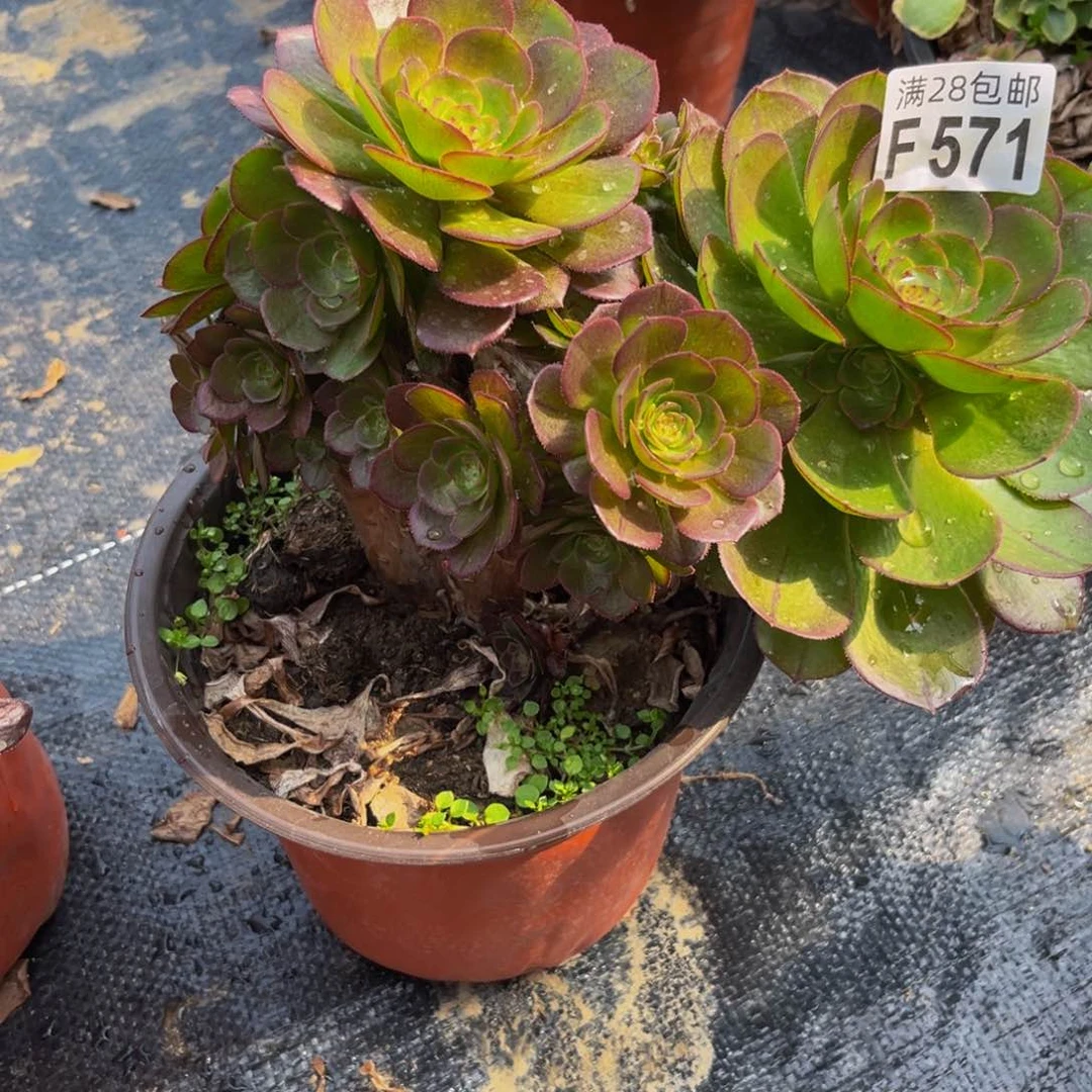 571多肉植物一物一拍