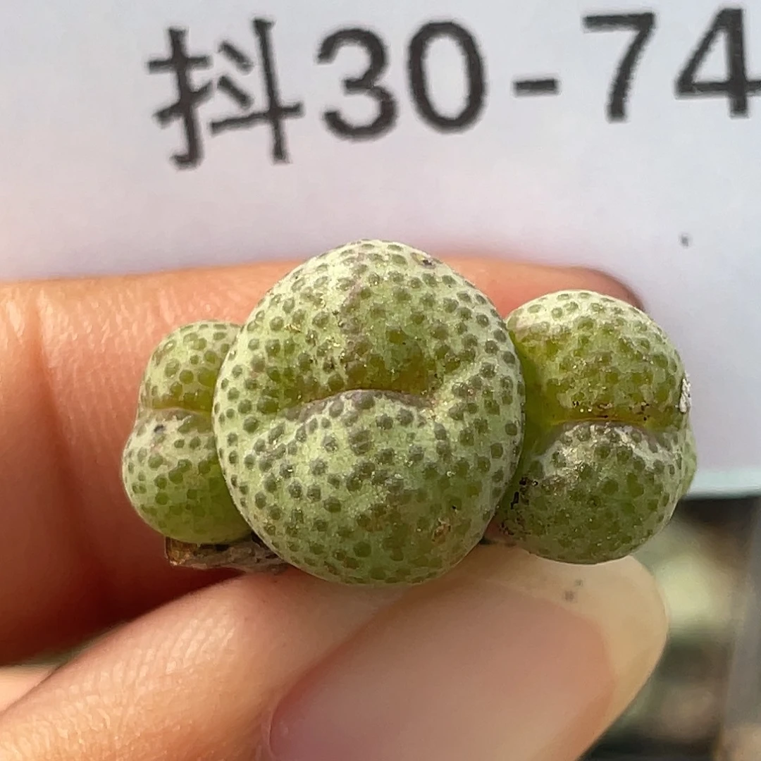 30-74金桔多肉植物