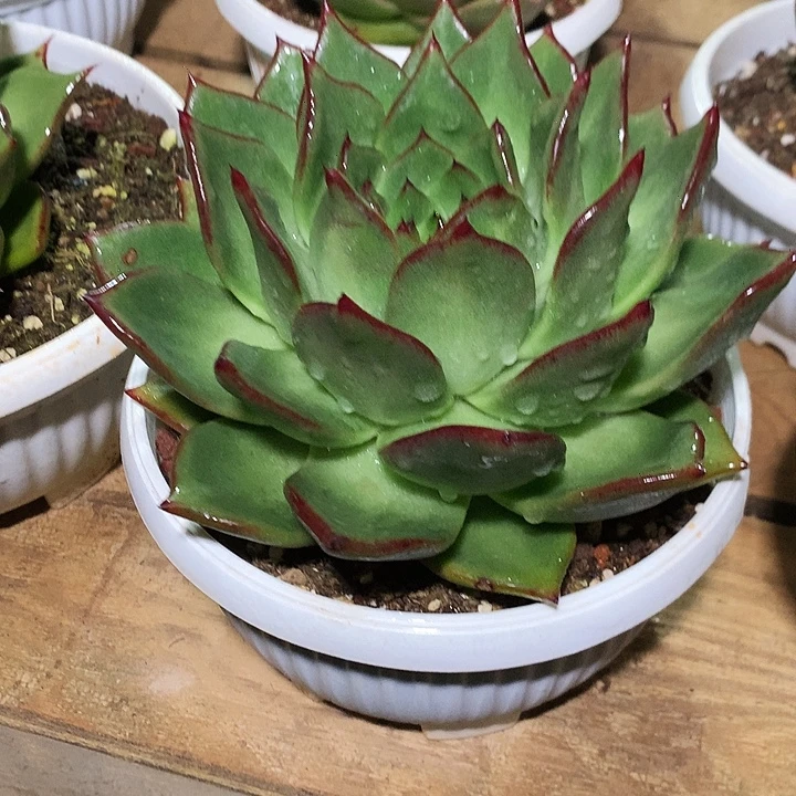 美肉特价活动开始啦