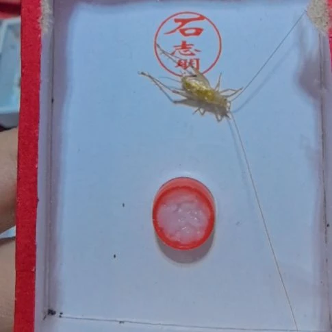 石志明大黄蛉一条断尾