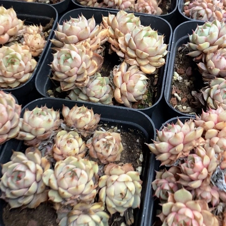 101。笨巴蒂斯。群生不包整