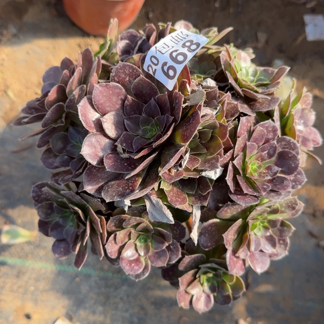 红玫瑰668满20包邮断枝不包悬崖