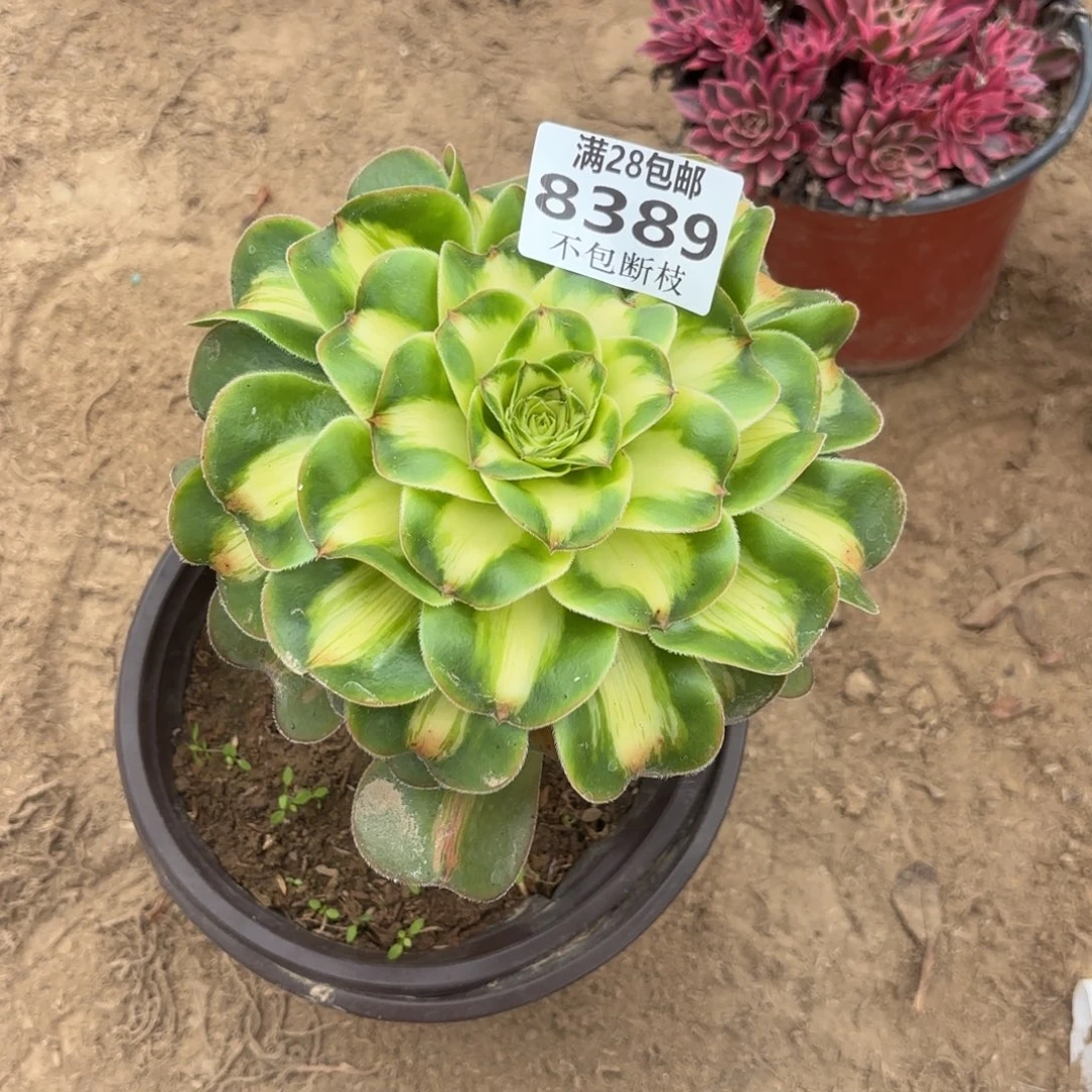 N. 8389暴君多肉。ad