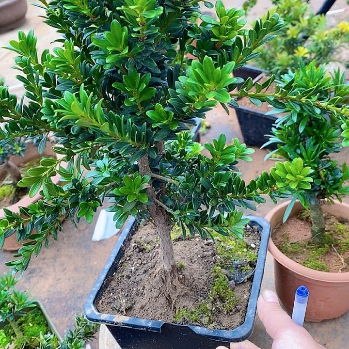 ?*罗汉松鲜花绿植