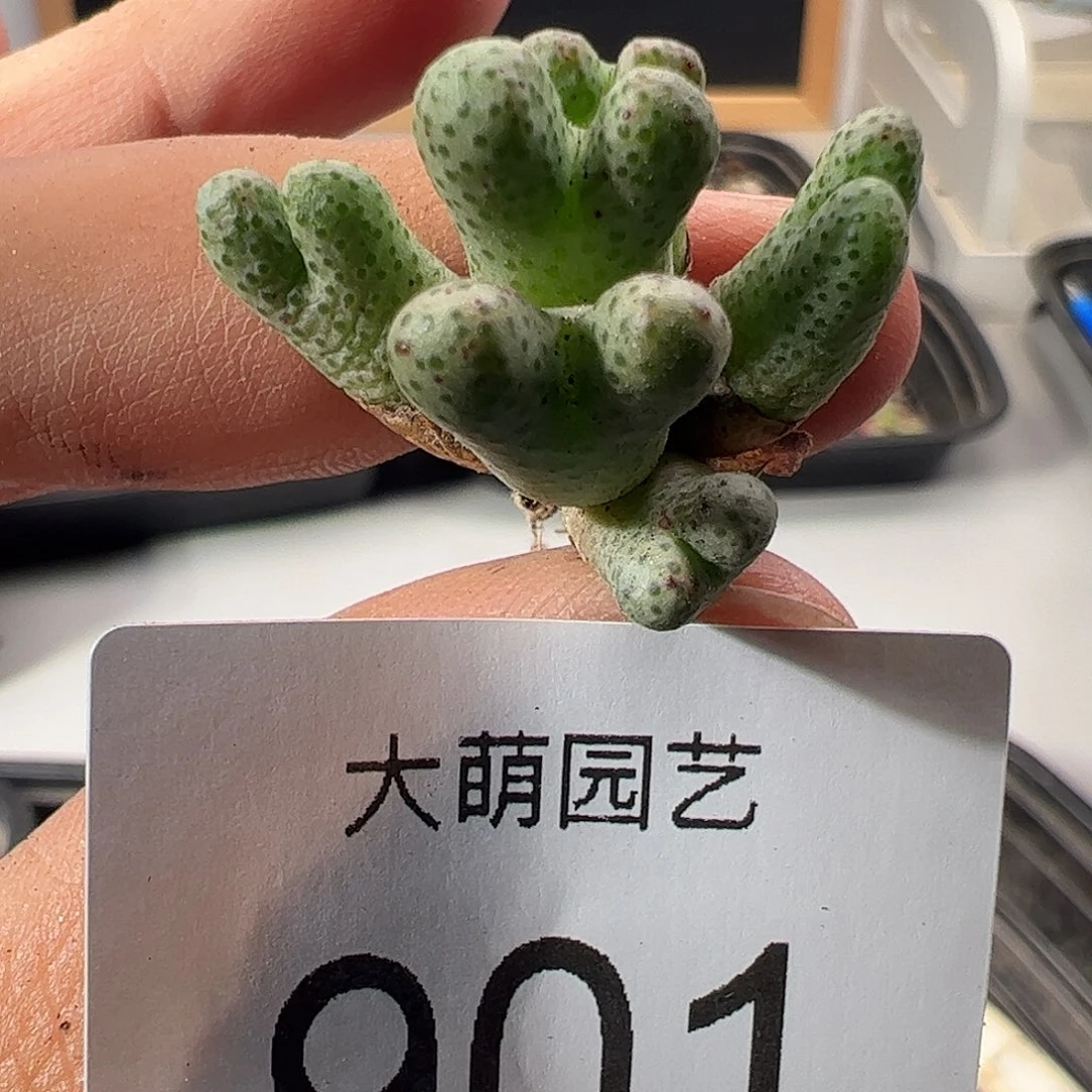 一物一拍MG1425.962红头斑马 ，901
