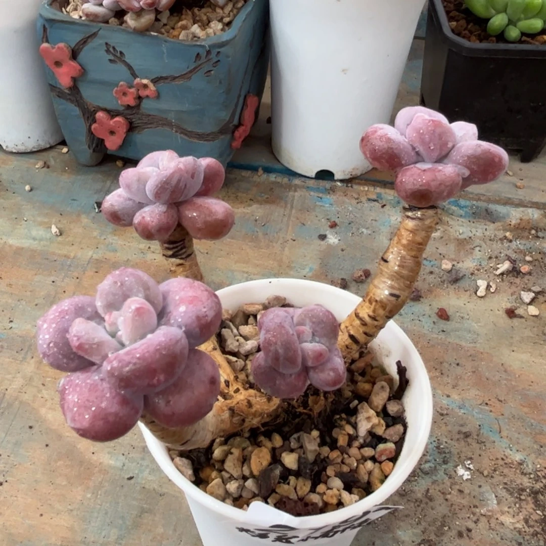 一物一拍：粉兔小高桩