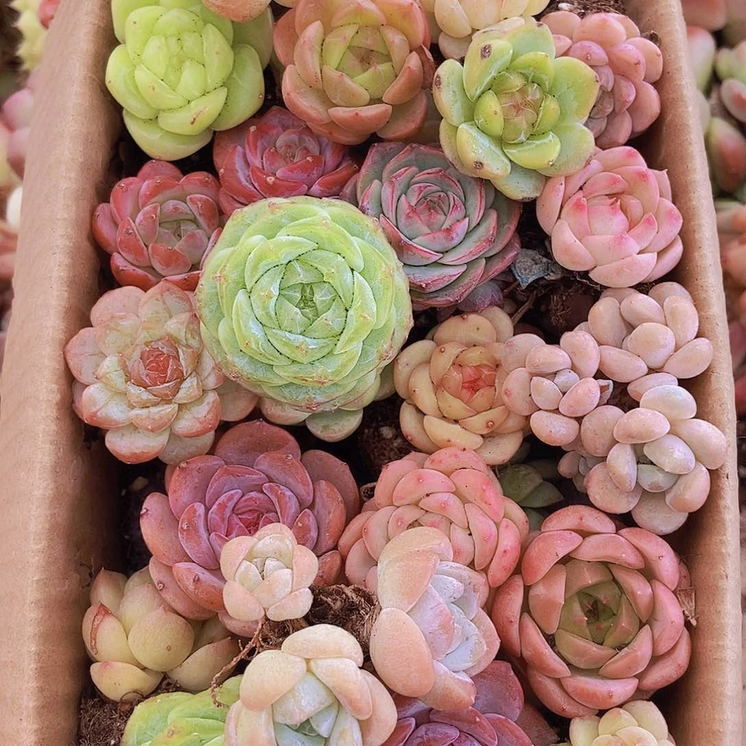 0000001量拍保底20颗，小