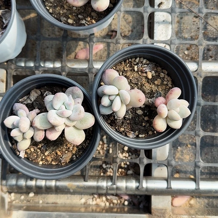 迷*香水双头5颗多肉植物