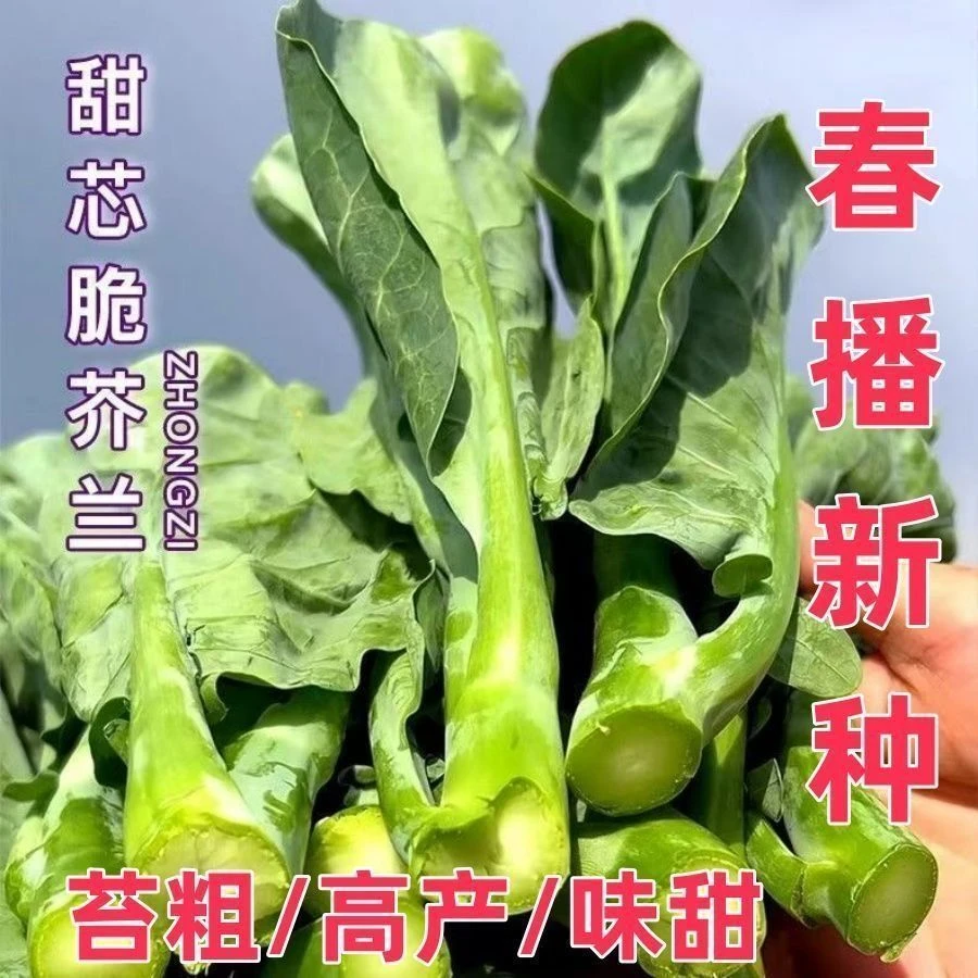 【甜心芥兰种子】甜芯脆芥兰芥蓝菜阳台小院农家菜园蔬菜种子