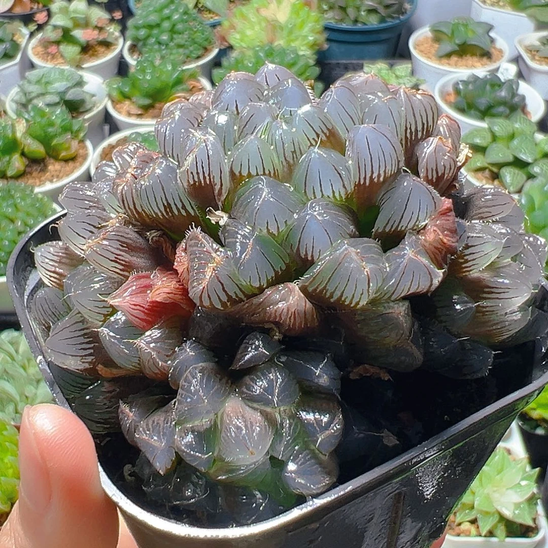 蓝镜群多肉多肉多肉一颗