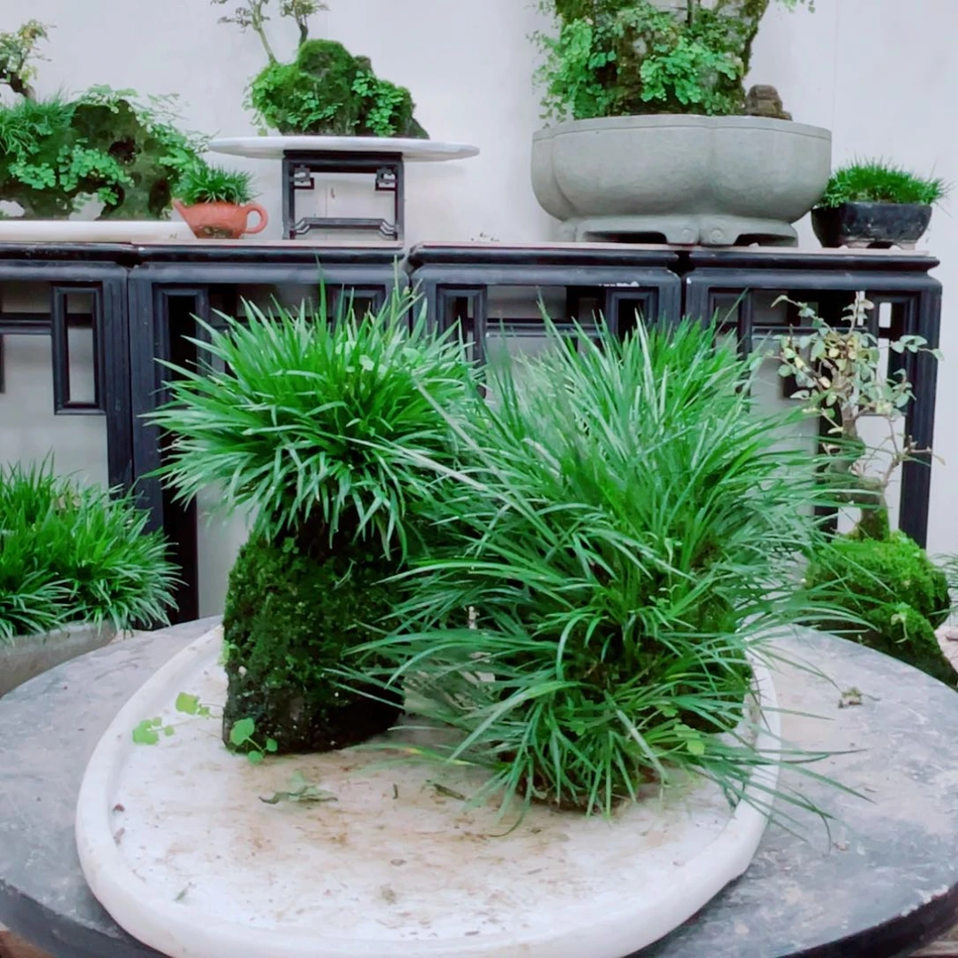 无铅玻璃行*水铁线蕨铁线蕨铁线蕨