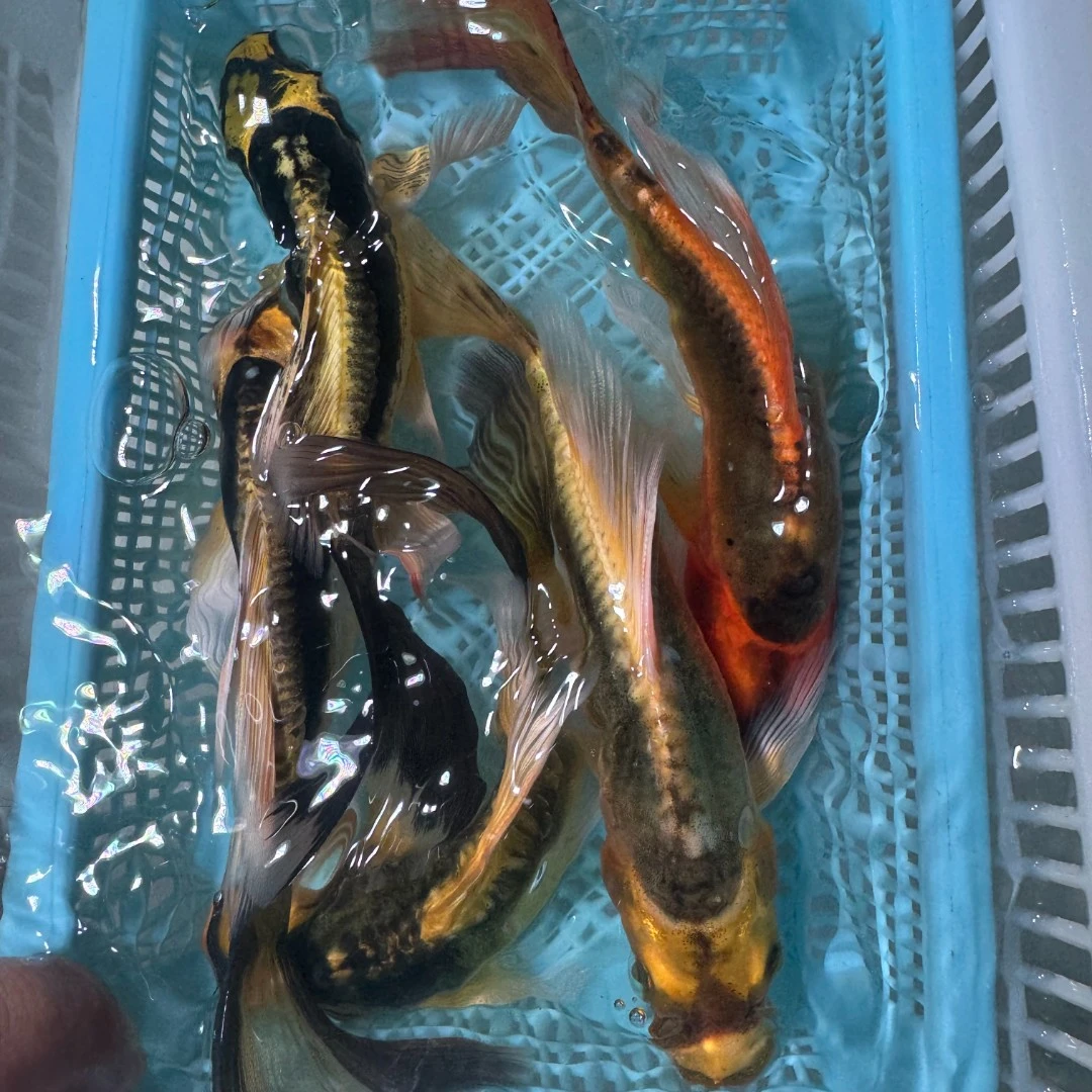 【五条装】玛雅蝴蝶鲤冷水鱼大鳍大尾好养耐活包邮