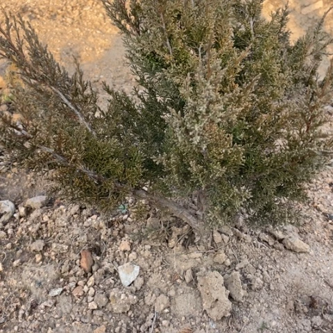 盆栽植物木*李盆栽植物