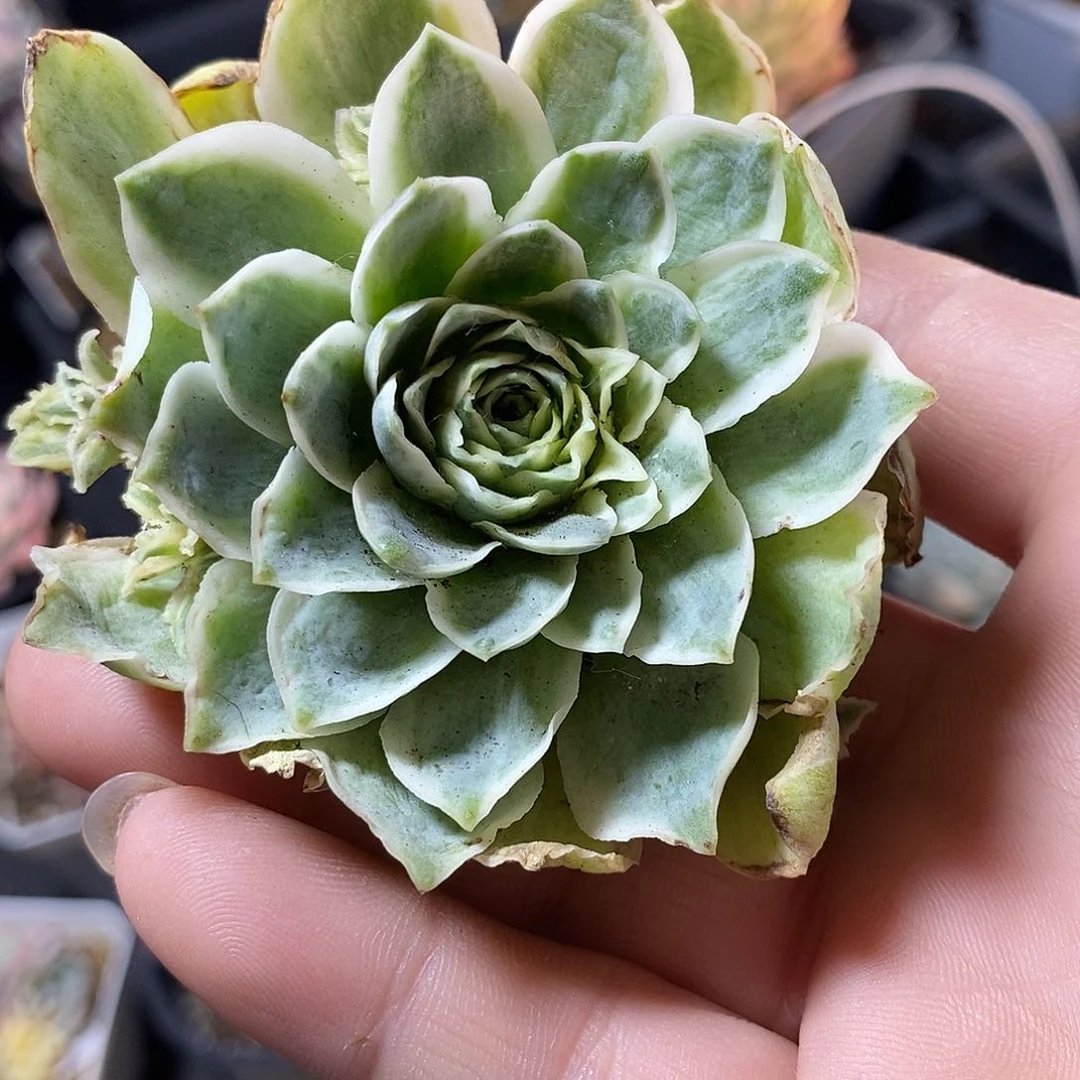 121山地玫瑰锦多肉植物