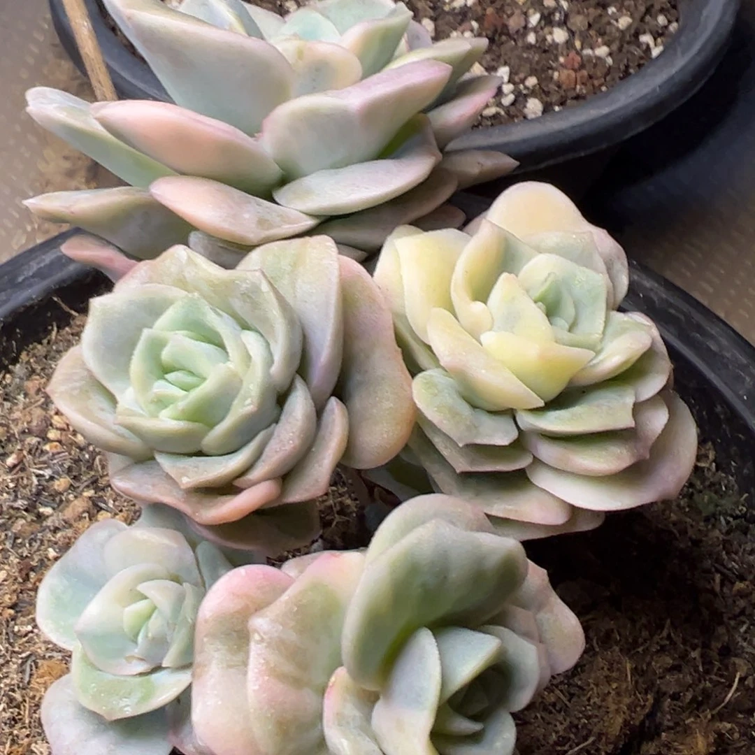 可爱玫瑰锦多肉植物25