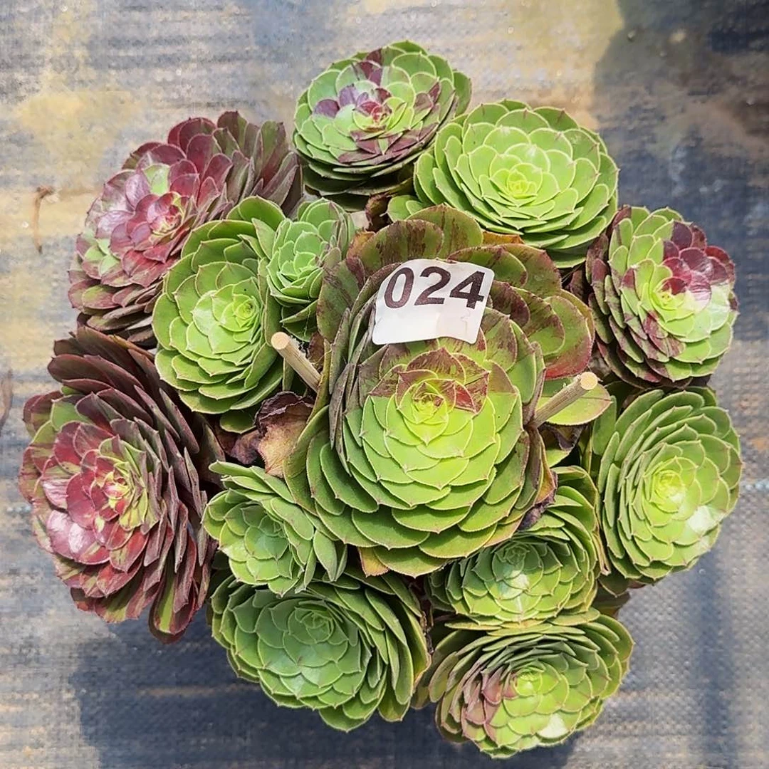 024花月夜半木质桩