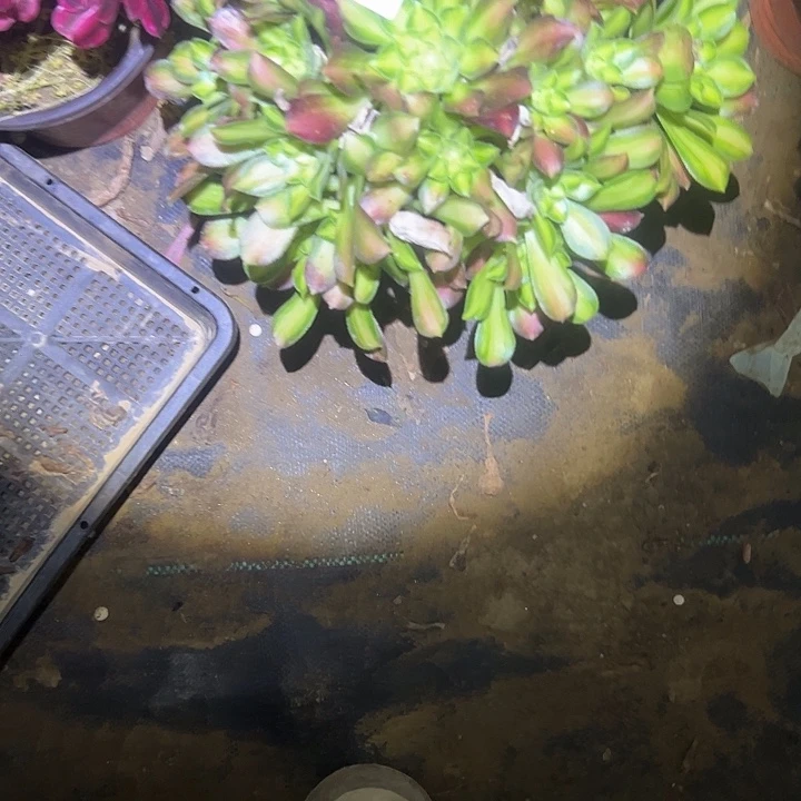 大*姐多肉法师植物链接8