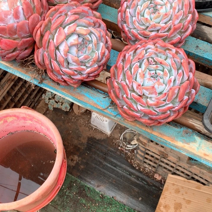 180盆老桩星影橙梦露16.8一颗