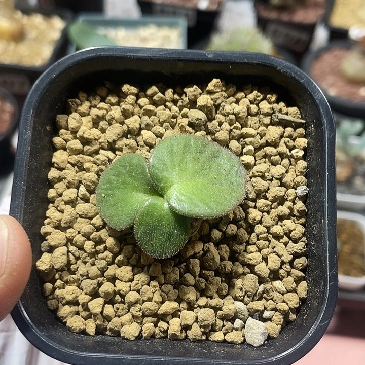 049产地猪耳朵奇峰锦