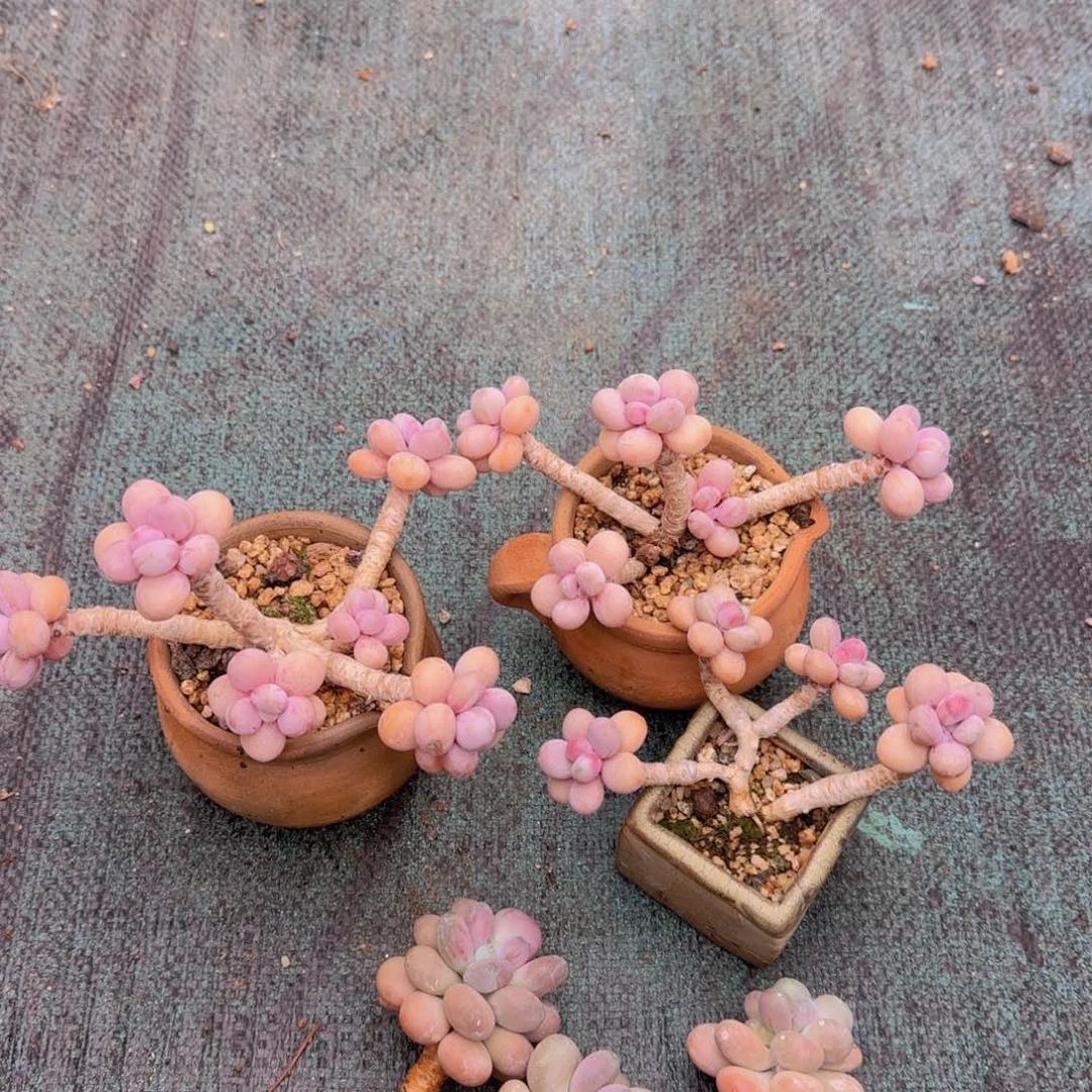 羽***禾桃蛋多肉植物多肉植物