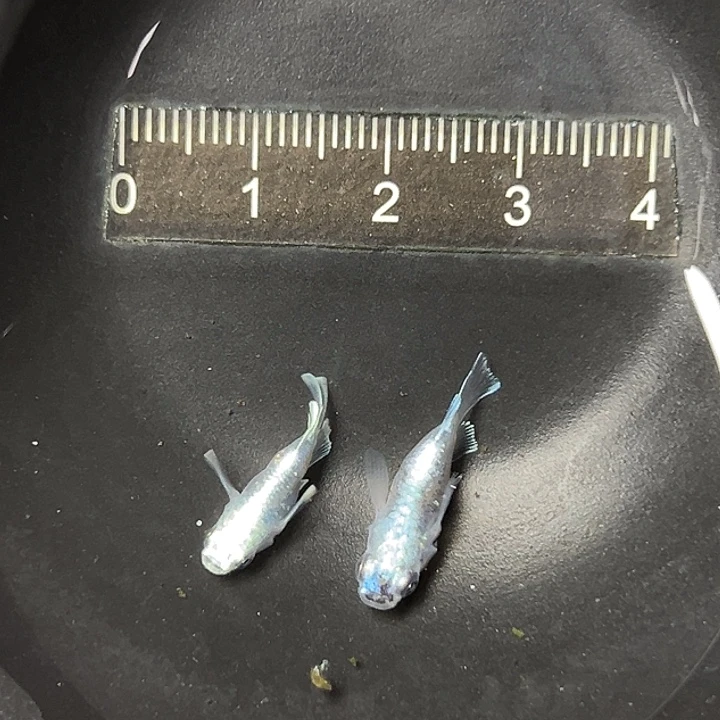青鳉鱼球一组38¥@