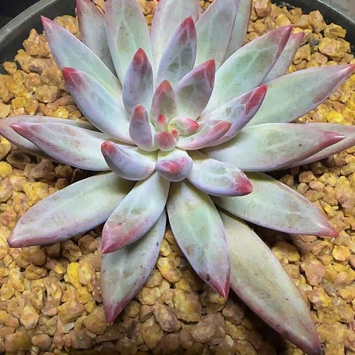 艳***天虞美人155多肉植物