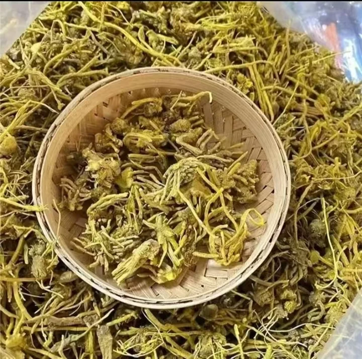 精选天山【金龙须】珍藏500g  涂涂专属