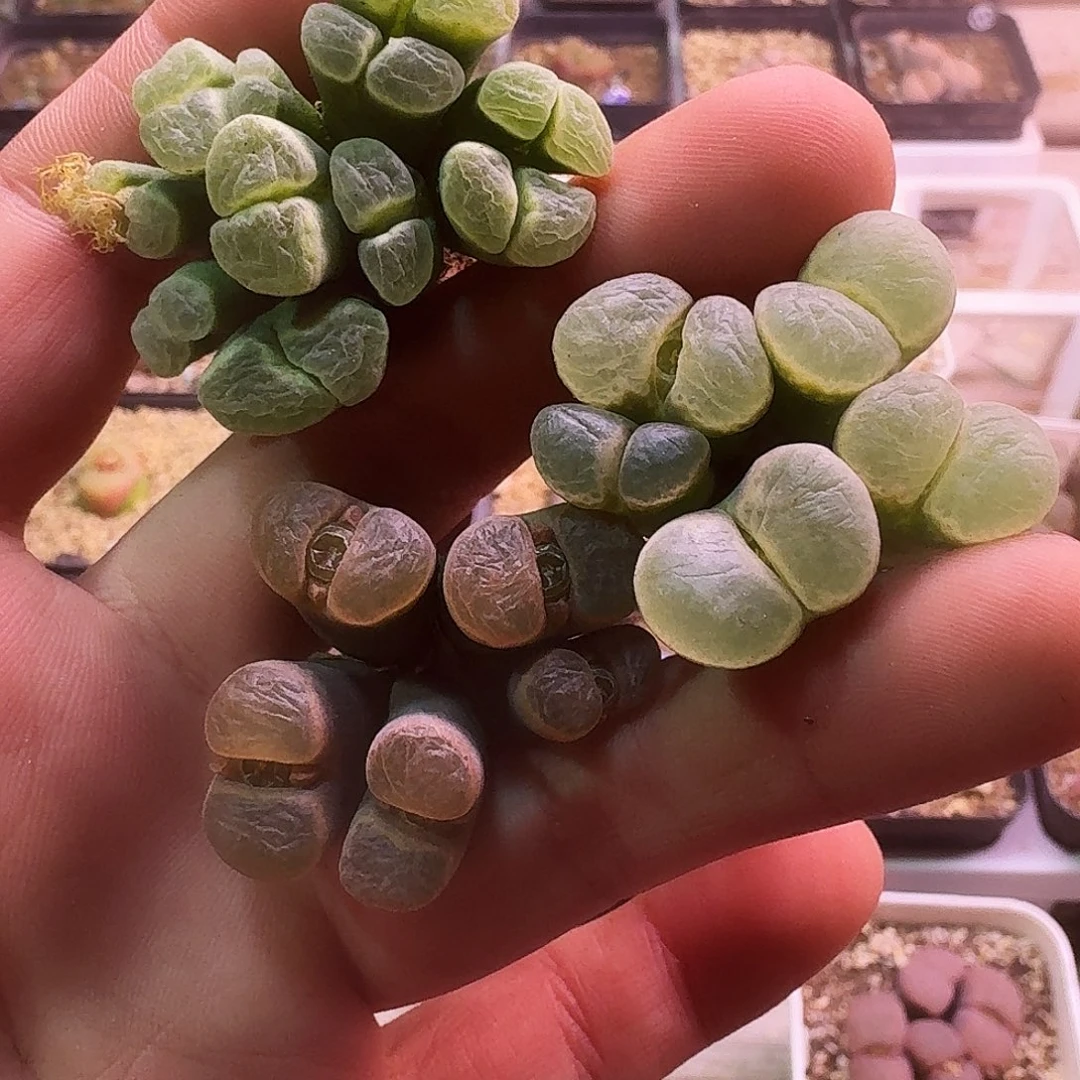 幼***✪多肉植物福利肉锥