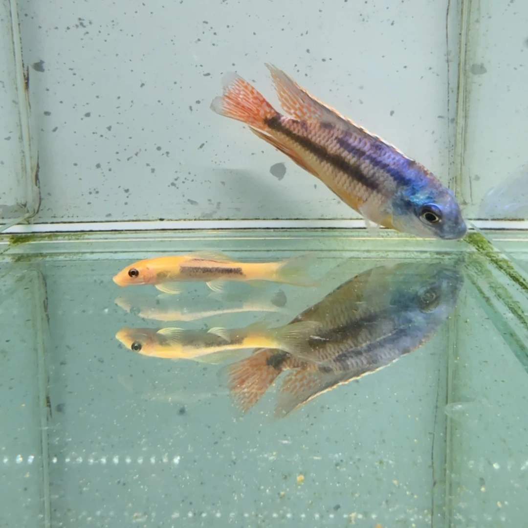 慈鲷红鹰1015。