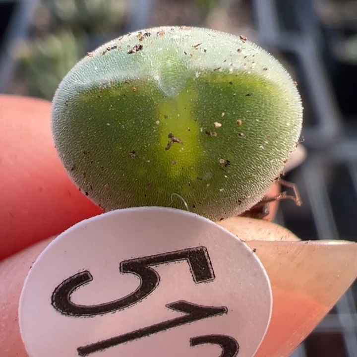 512干这颗多肉有点好看