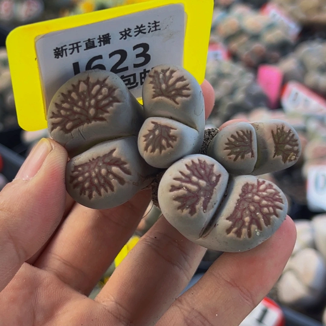 623 大群生大群生大群生