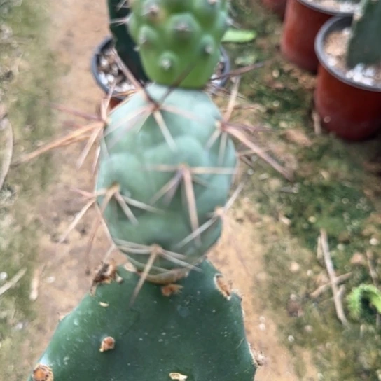 【闪购商品】无花朵野采狂刺小苗181