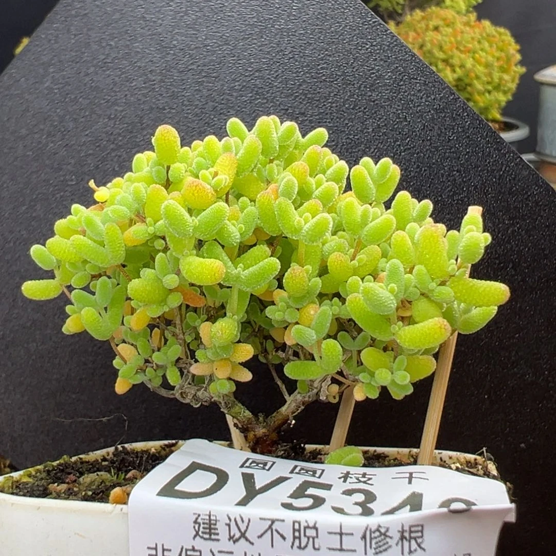 dy5340直杆双叉蜜橘糖球冠幅6cm