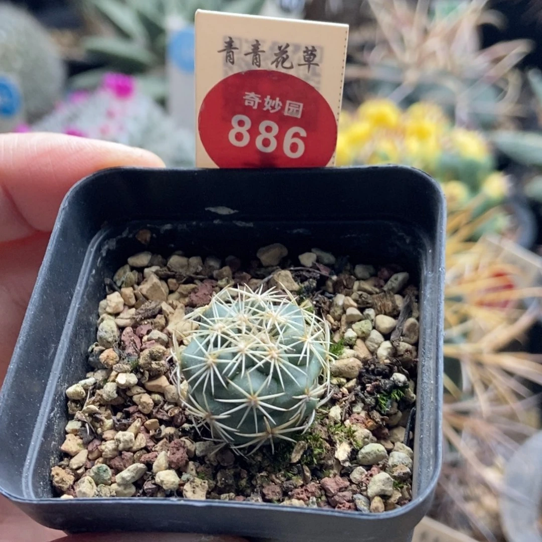 实生顶花凤舞2.1cm