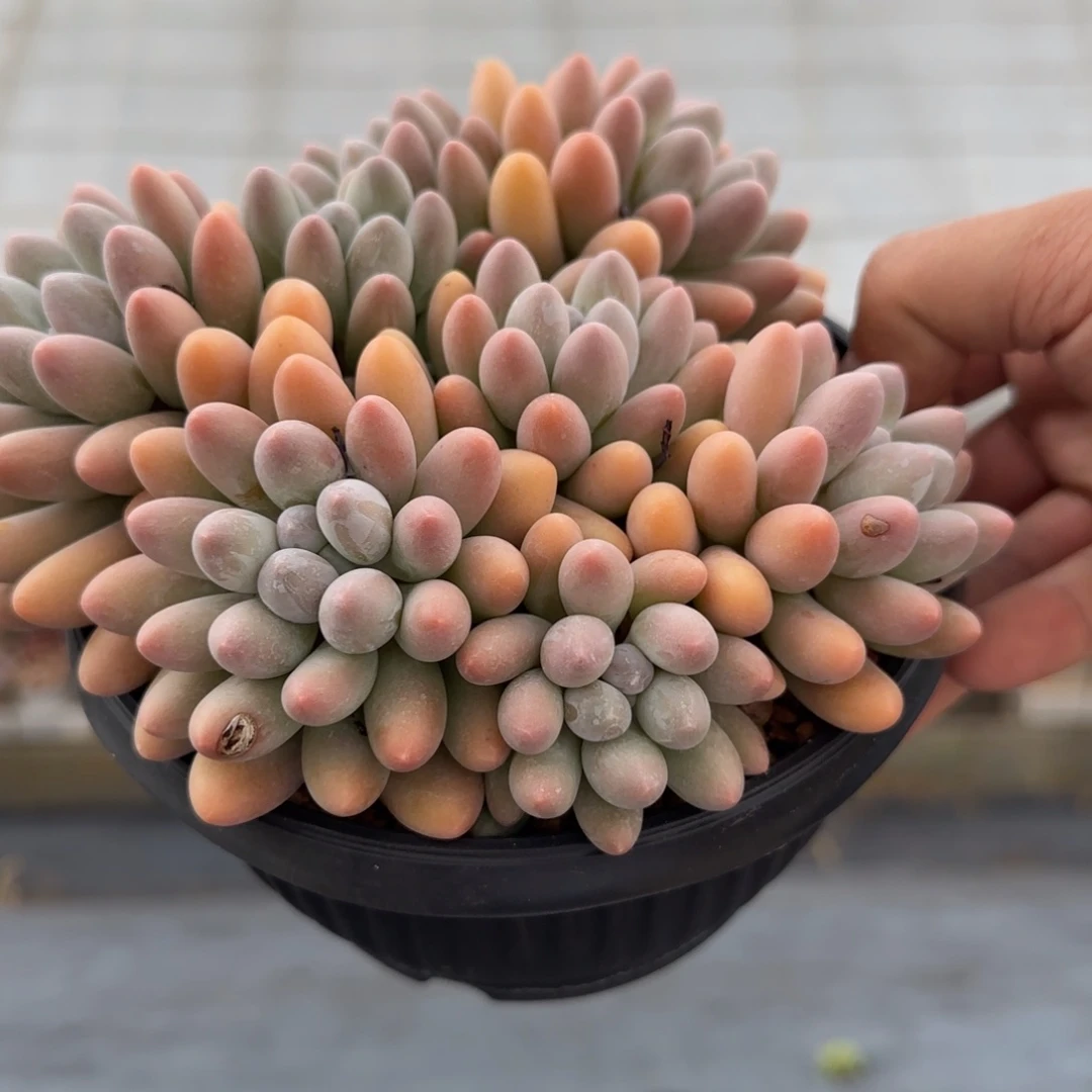 程***多肉植物汤圆系列