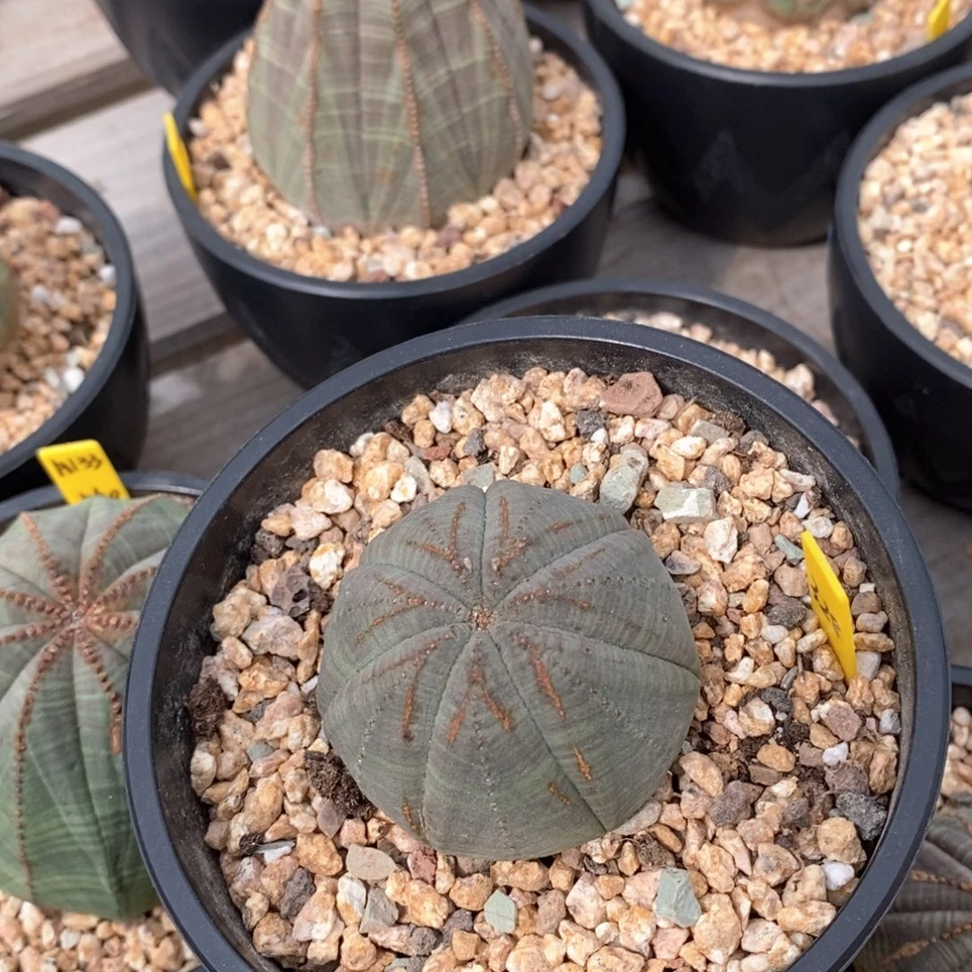 欧系实生布纹球 一物一拍