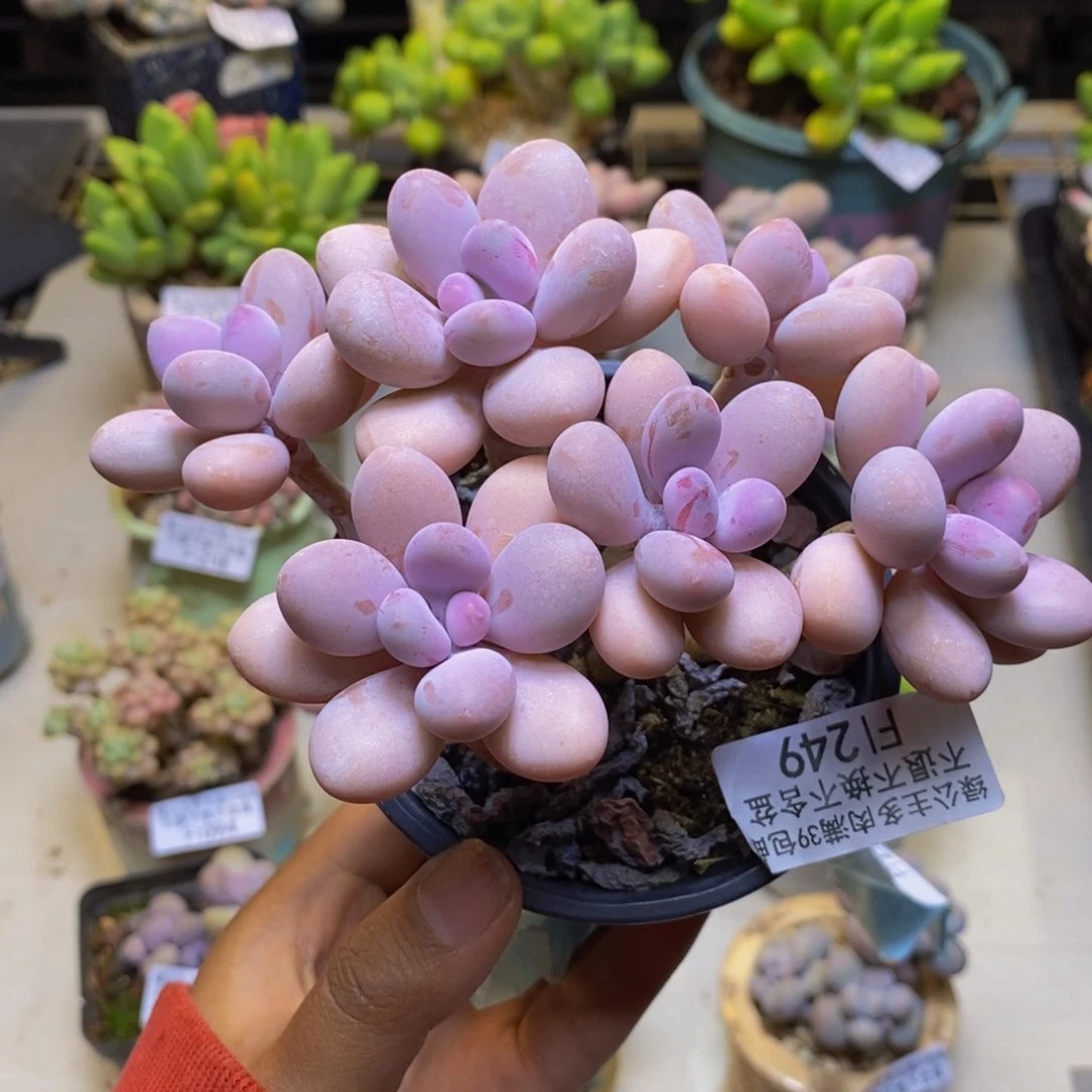 249糖果桃蛋多肉9cm