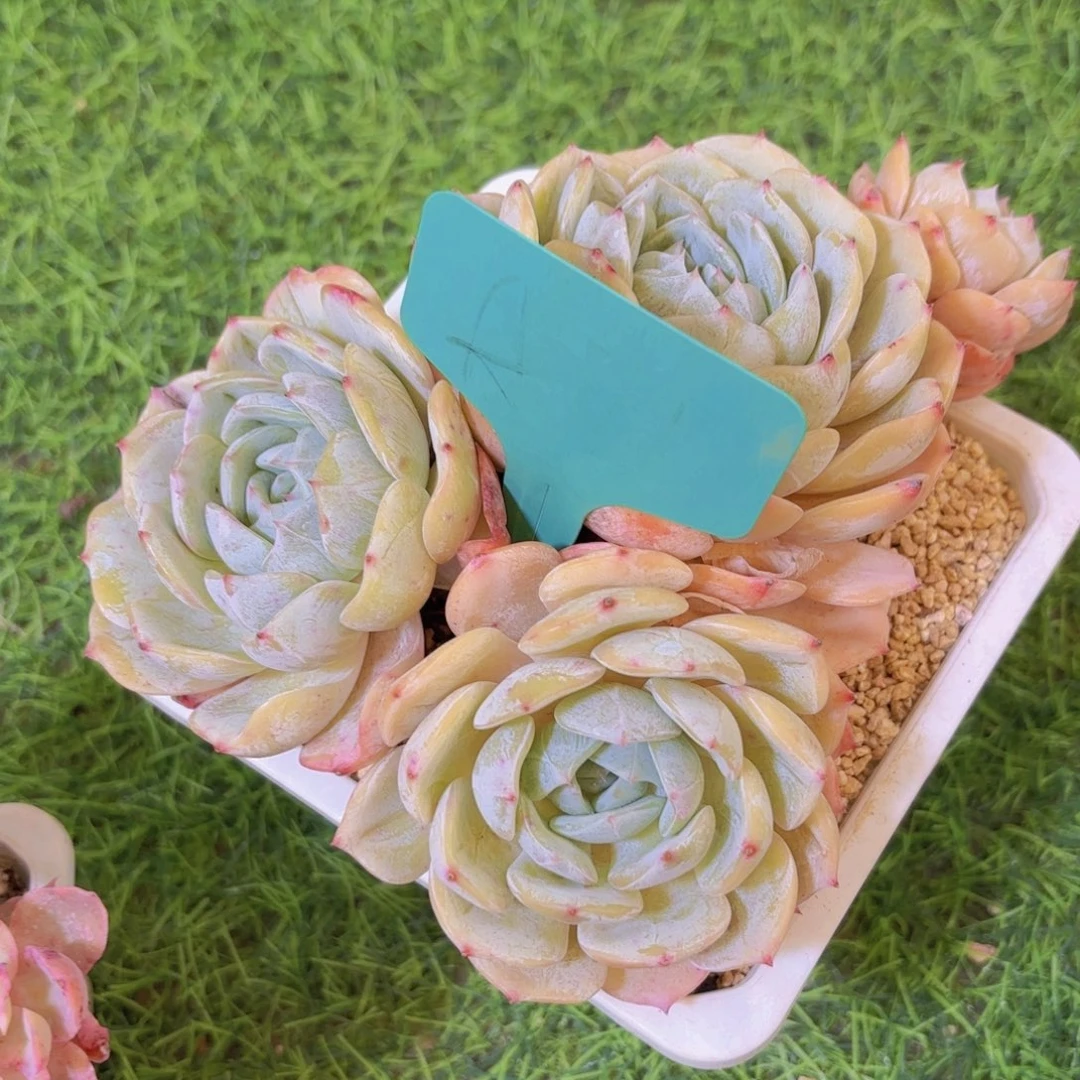 醉***星云南金致家精品多肉