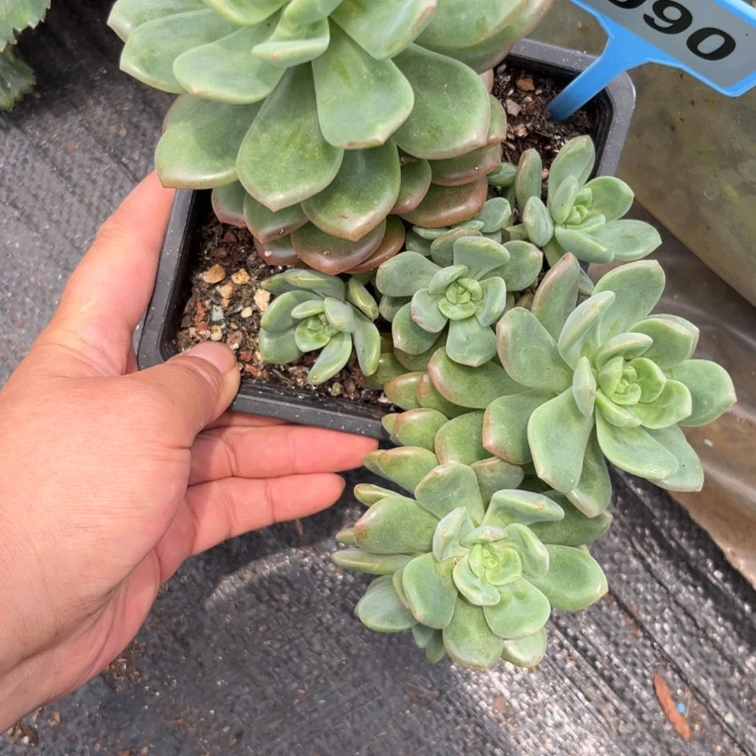 拉萨多肉植物090.