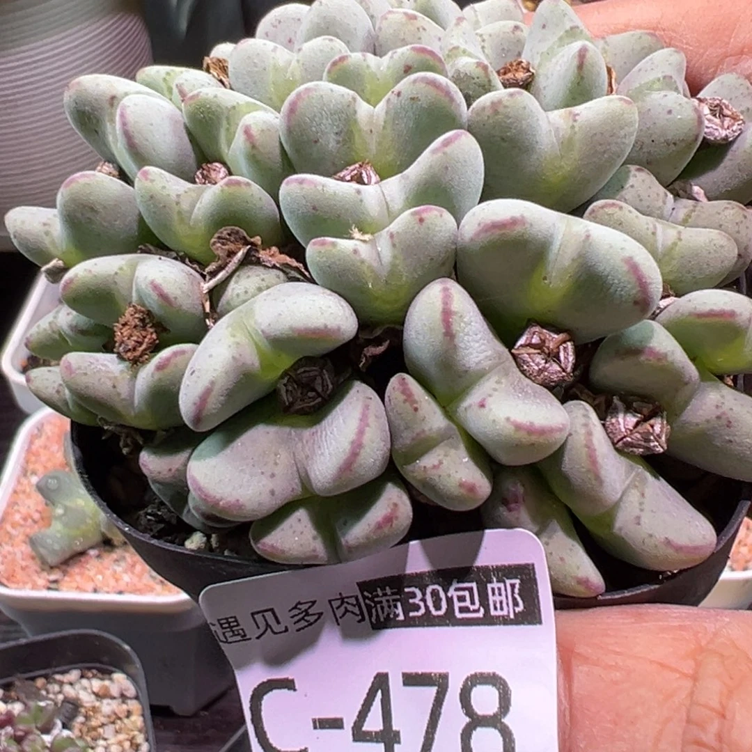 多肉植物11111111111111