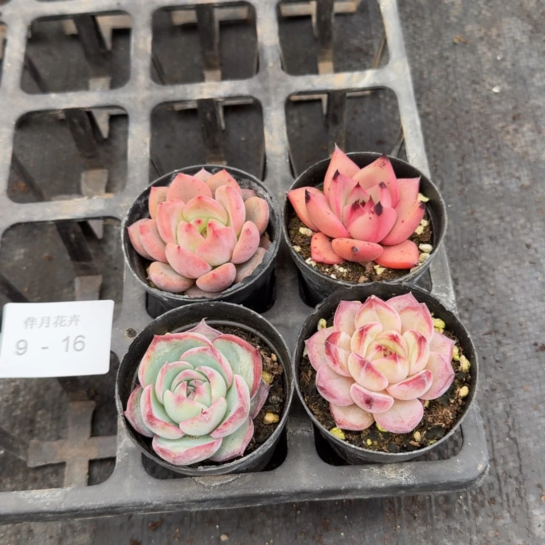 9-16组合量拍四颗