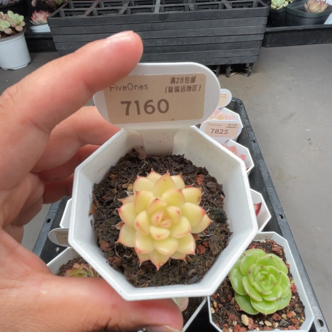 7160闪光 4.0厘米