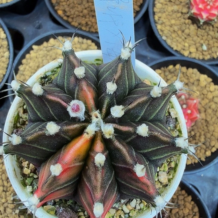 当前无花朵，栽培后可花朵