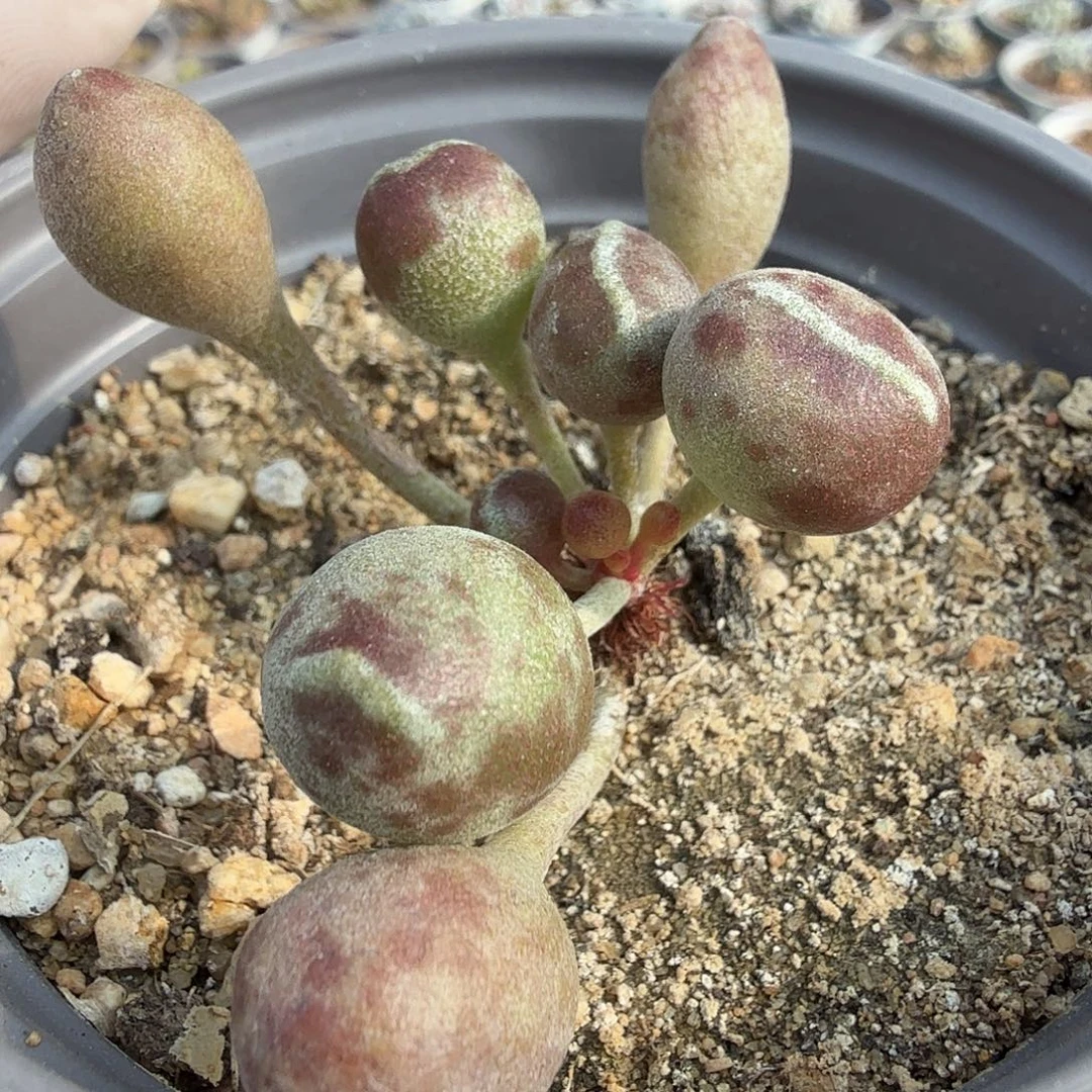 随机发鼓锤水泡满20包邮